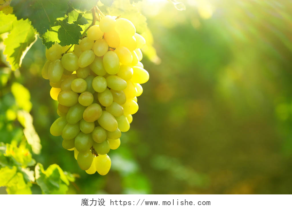 阳光照在葡萄上一束新鲜成熟的多汁葡萄反对模糊的背景